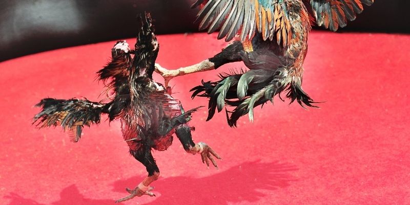 Các Luật Cơ Bản Của Đá Gà FABET