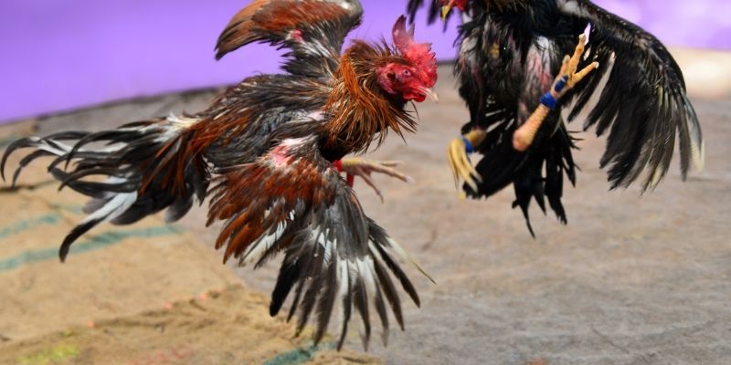 Chiến Lược Cược Trong Đá Gà FABET