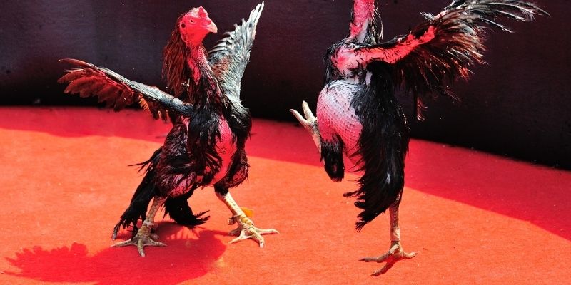 Lý Do Nên Chọn FABET Để Chơi Đá Gà