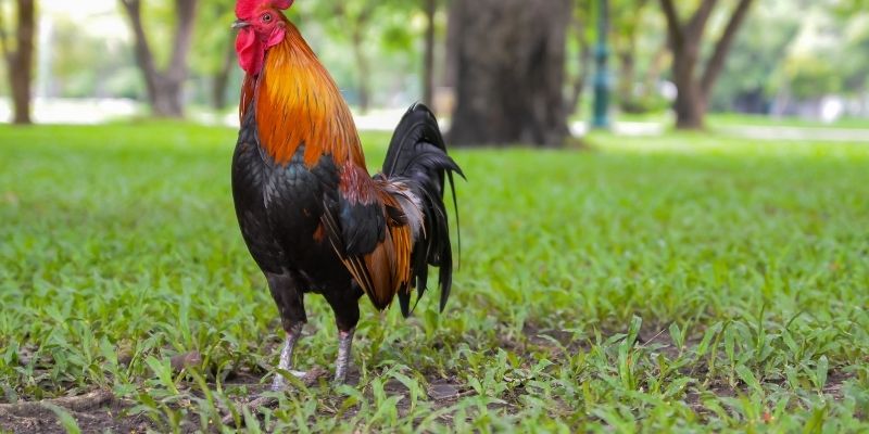Luật Đá Gà FABET - Hướng Dẫn Chi Tiết Và Quy Tắc Cơ Bản